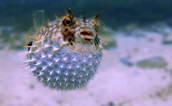 Brazil Man Dies After Eating Poiso<em></em>nous Pufferfish Given As A Gift