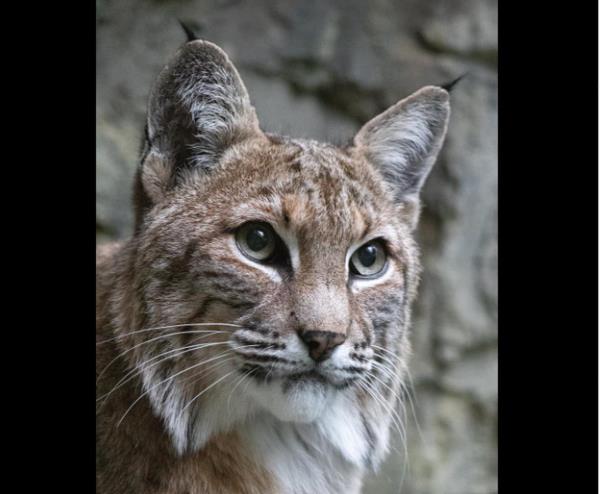 Bob the Bobcat