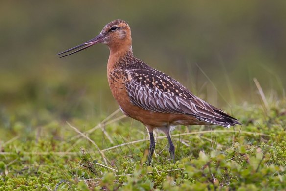 The federal enviro<em></em>nment minister will co<em></em>nsider the impact of the Too<em></em>ndah Harbour on species including the vulnerable bar-tailed godwit.
