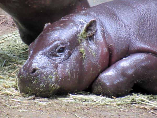 Pygmy hippo calf Ro<em></em>nda at Mo<em></em>ntgomery Zoo